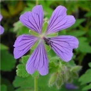 Geranium Phillipe Vapelle