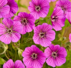 Geranium wallichianum Pink Penny