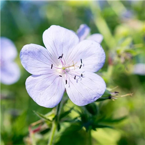 Geranium pratense Silver Queen