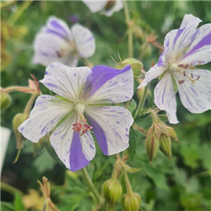 Geranium pratense Splish Splash