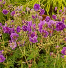 Geranium pratense Plenum Violaceum