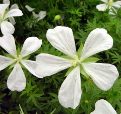 Geranium sanguineum Album