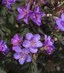 Geranium pratense Storm Cloud