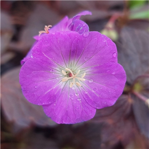 Geranium maculatum Stormy Night