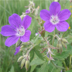 Geranium sylvaticum Birch Lilac