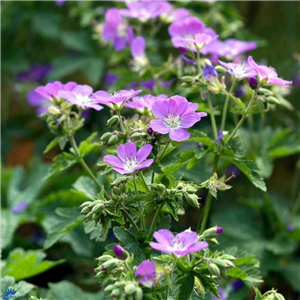 Geranium sylvaticum Mayflower