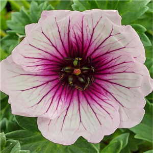 Geranium cinereum Thumbling Hearts