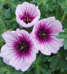 Geranium cinereum Thumbling Hearts