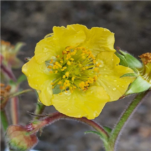 Geum Beech House Apricot