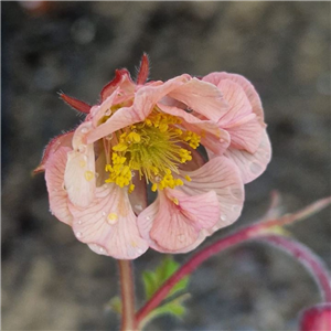 Geum Cumbrian Cherrypie