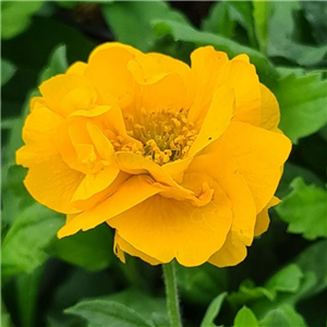 Geum Double Sunrise