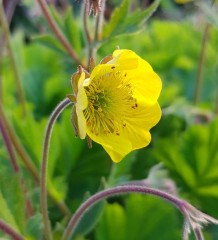 Geum Farmer John Cross