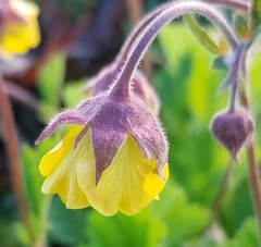 Geum Farmer John Cross