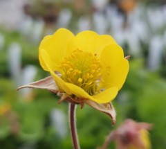 Geum Farmer John Cross