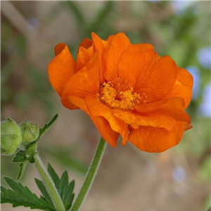 Geum Fireball