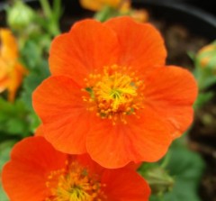 Geum Koi