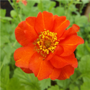 Geum Mrs. Bradshaw