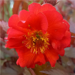 Geum Red Wings