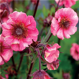 Geum Tempo Rose