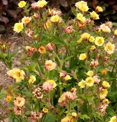 Geum Tempo Yellow