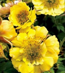 Geum Tempo Yellow