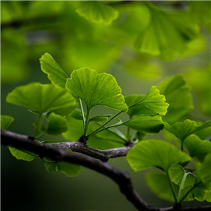 Ginkgo biloba (Maidenhair Tree)