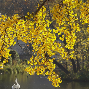 Ginkgo biloba (Maidenhair Tree)