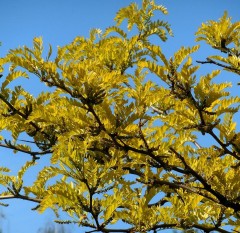 Gleditsia tricanthos Sunburst