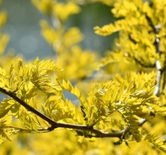 Gleditsia tricanthos Sunburst