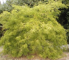 Gleditsia tricanthos Sunburst