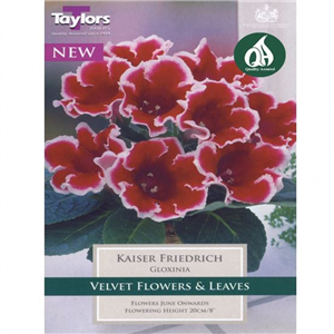 Gloxinia Kaiser Friedrich Pre-Pack