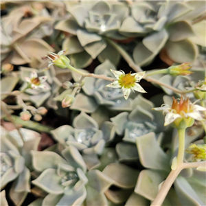 Graptopetalum paraguayense