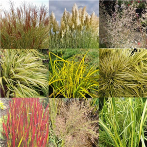 Grasses Collection 6x2L