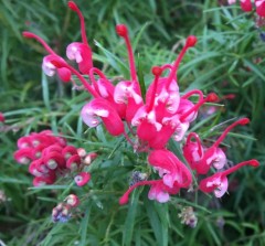 Grevillea Clearview David