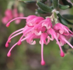 Grevillea Clearview David