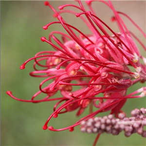 Grevillea rosmarinifolia