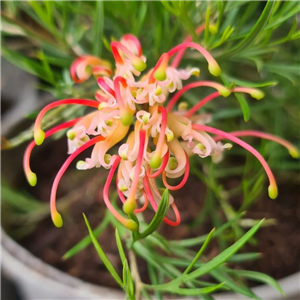 Grevillea sulphurea