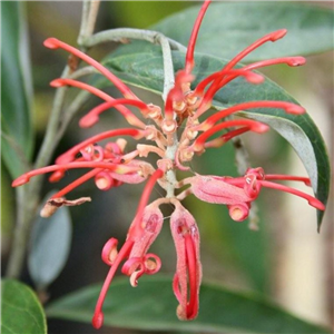 Grevillea victoriae