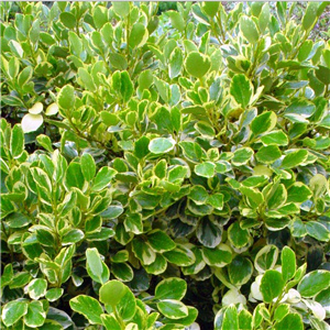 Griselinia littoralis Variegata