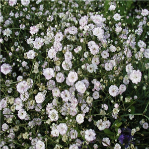 Gypsophila paniculata Bristol Fairy