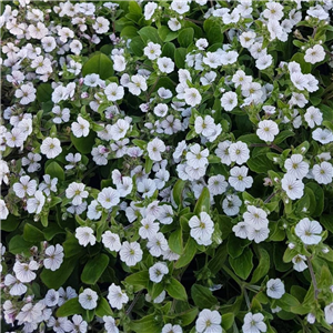 Gypsophila cerastoides