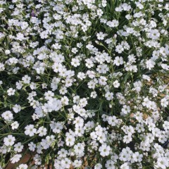 Gypsophila repens Alba