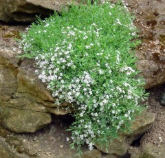 Gypsophila repens Alba