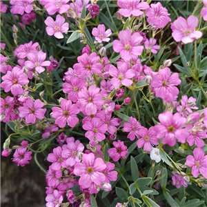 Gypsophila repens Ruby Gems