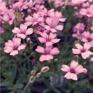 Gypsophila mixed 3 for £6