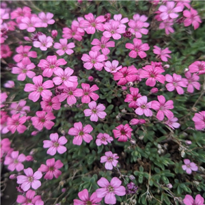 Gypsophila mixed 3 for £6