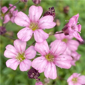 Gypsophila repens Rosa Schonheit