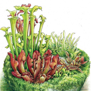 Farmyard Greeting Card Triffid 16x16cm