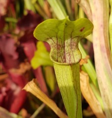 Sarracenia x H 03 (alata x oreophila) A. Slack