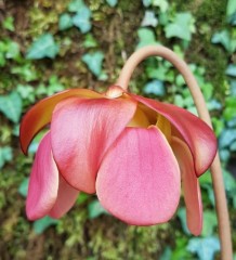 Sarracenia x H 08 catesbyi (flava x purpurea) A. Slack